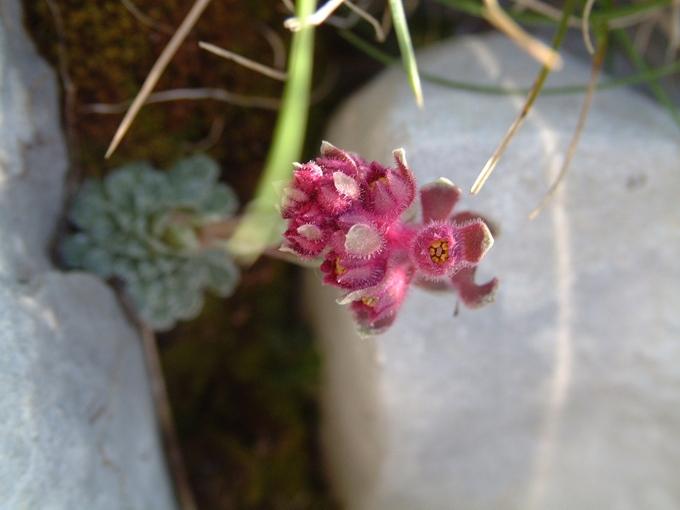 Saxifraga porophylla / Sassifraga porosa